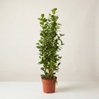 Ficus microcarpa Moclame in its nursery pot against a neutral studio background