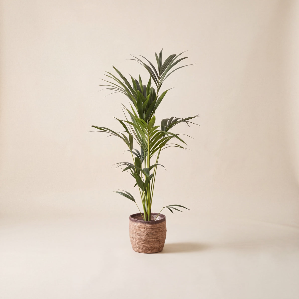 Kentia palm standard 90 to 100cm in textured terracotta pot