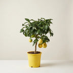 Fruiting lemon tree in yellow nursery pot