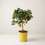 Full lemon tree bearing fruit in yellow nursery pot