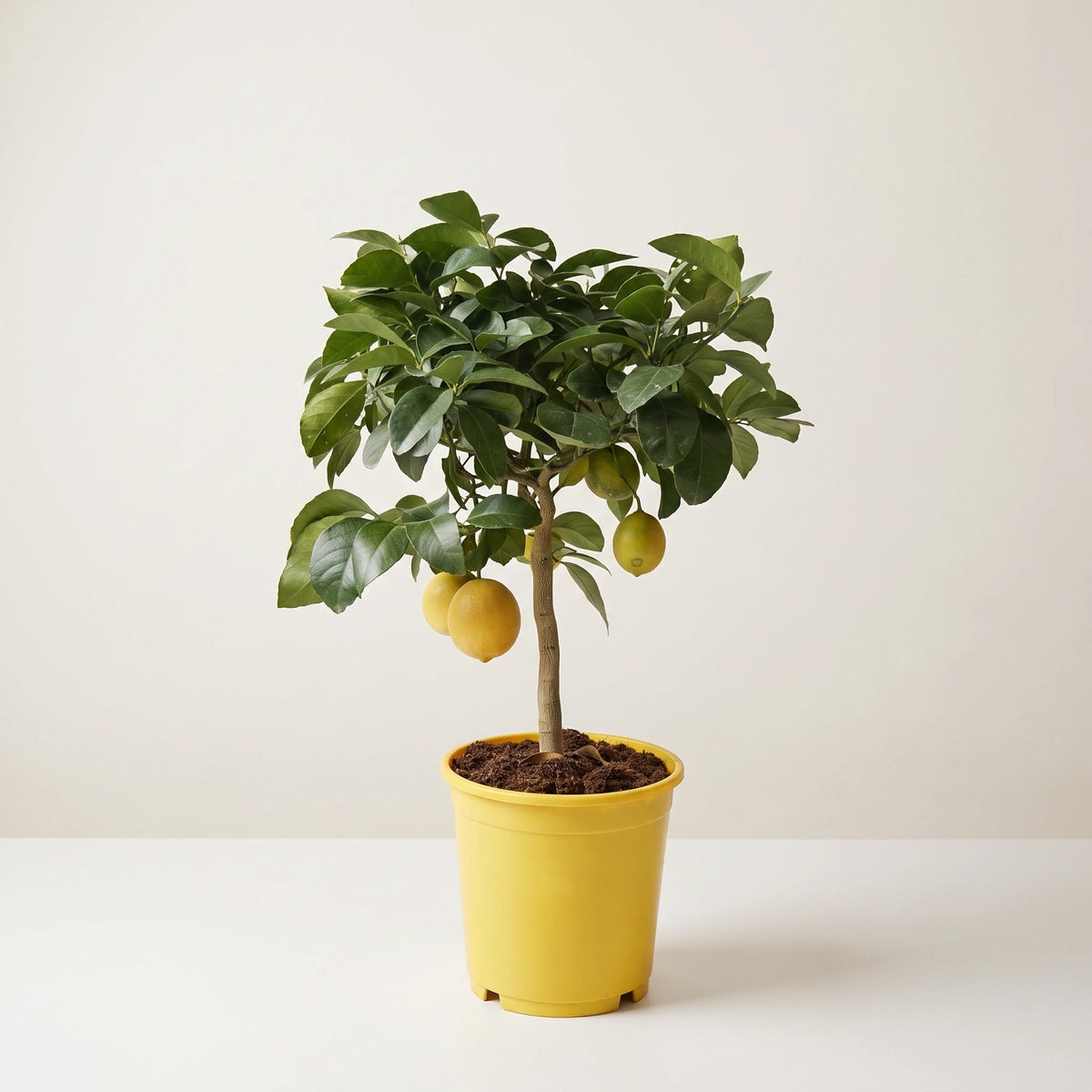 Full lemon tree bearing fruit in yellow nursery pot