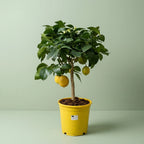Lemon tree shown in its yellow nursery pot