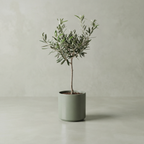 Olive Tree