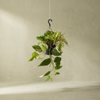 Marble Queen Pothos | Devils Ivy