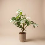 Variegated Monstera