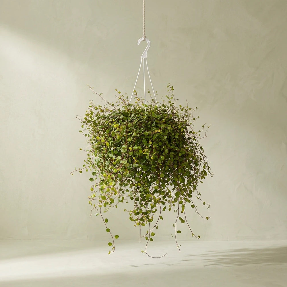 Wire Vine