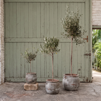 Olive Tree
