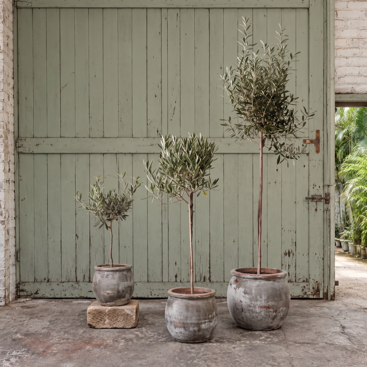 Olive Tree