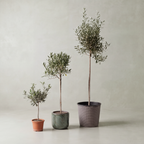 Olive Tree
