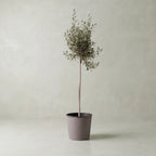 Olive Tree