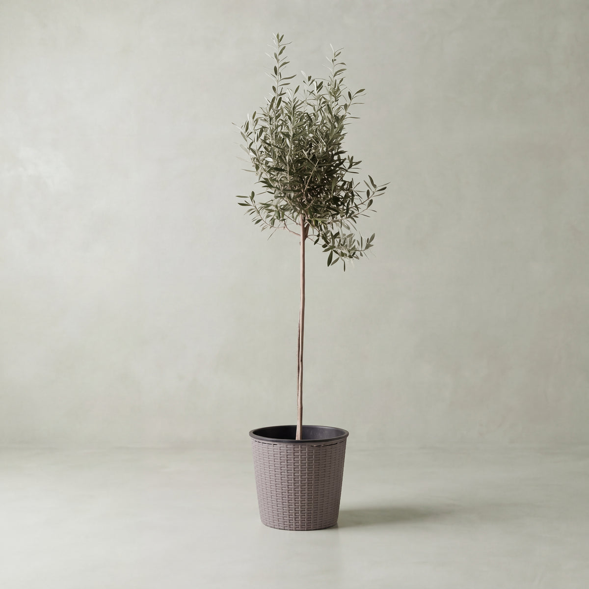 Olive Tree