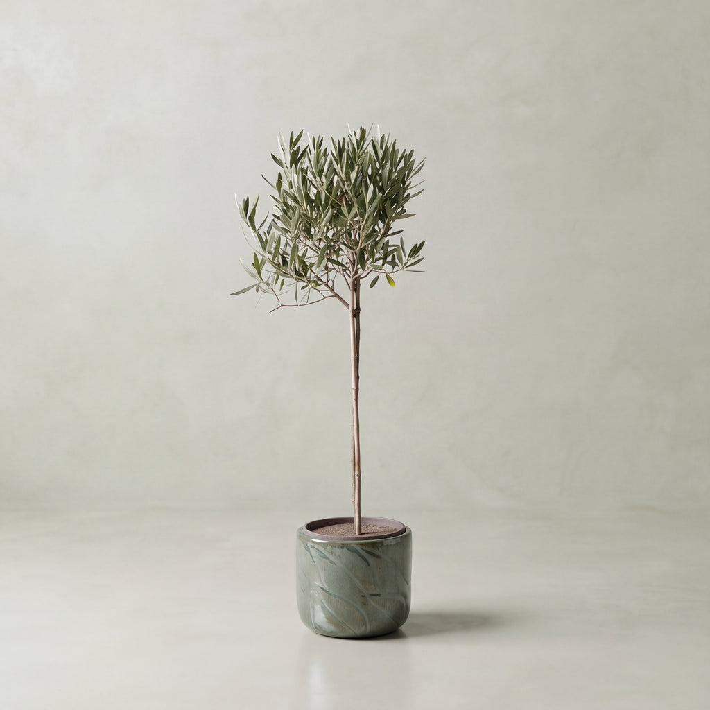 Olive Tree