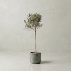 Olive Tree