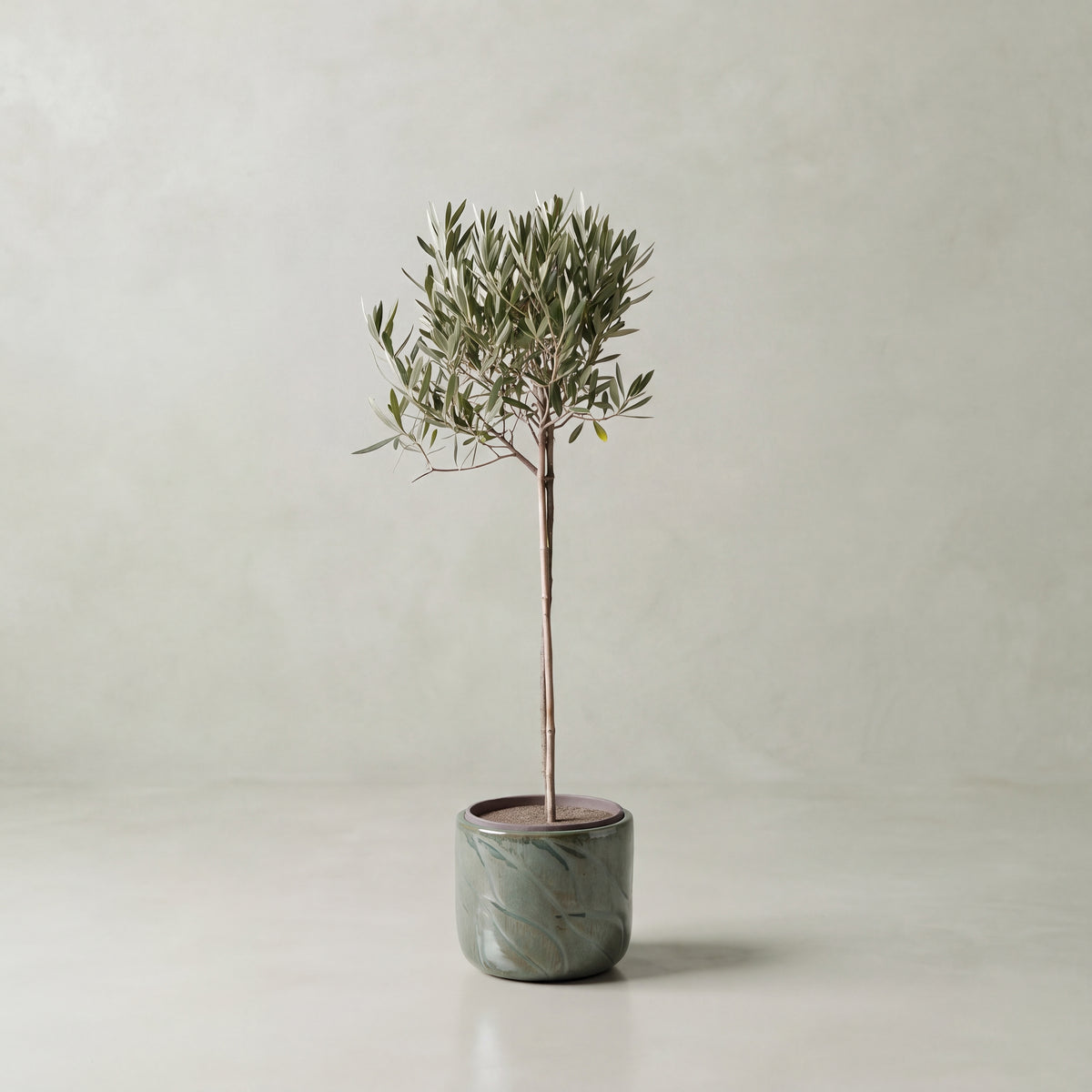 Olive Tree