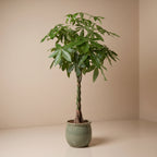 Pachira | Money Tree