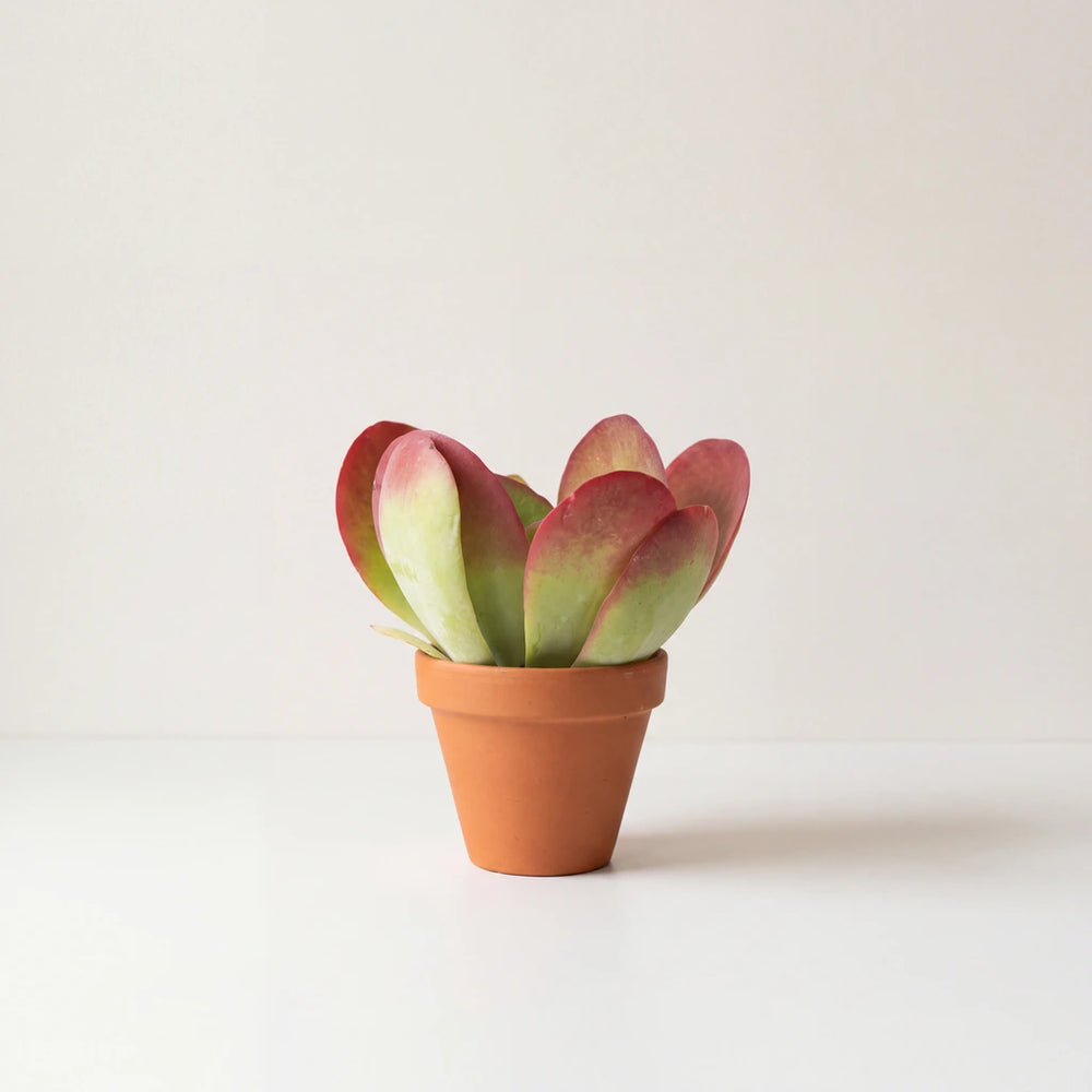 Paddle Plant