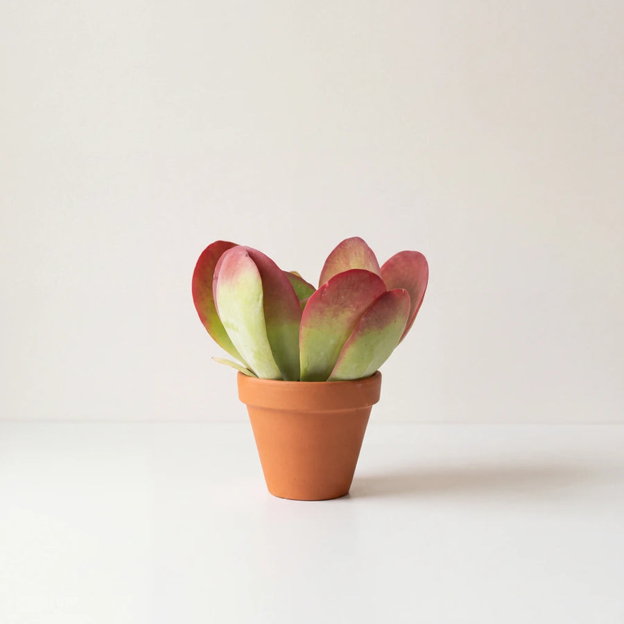 Paddle plant with red edged leaves in a terracotta pot