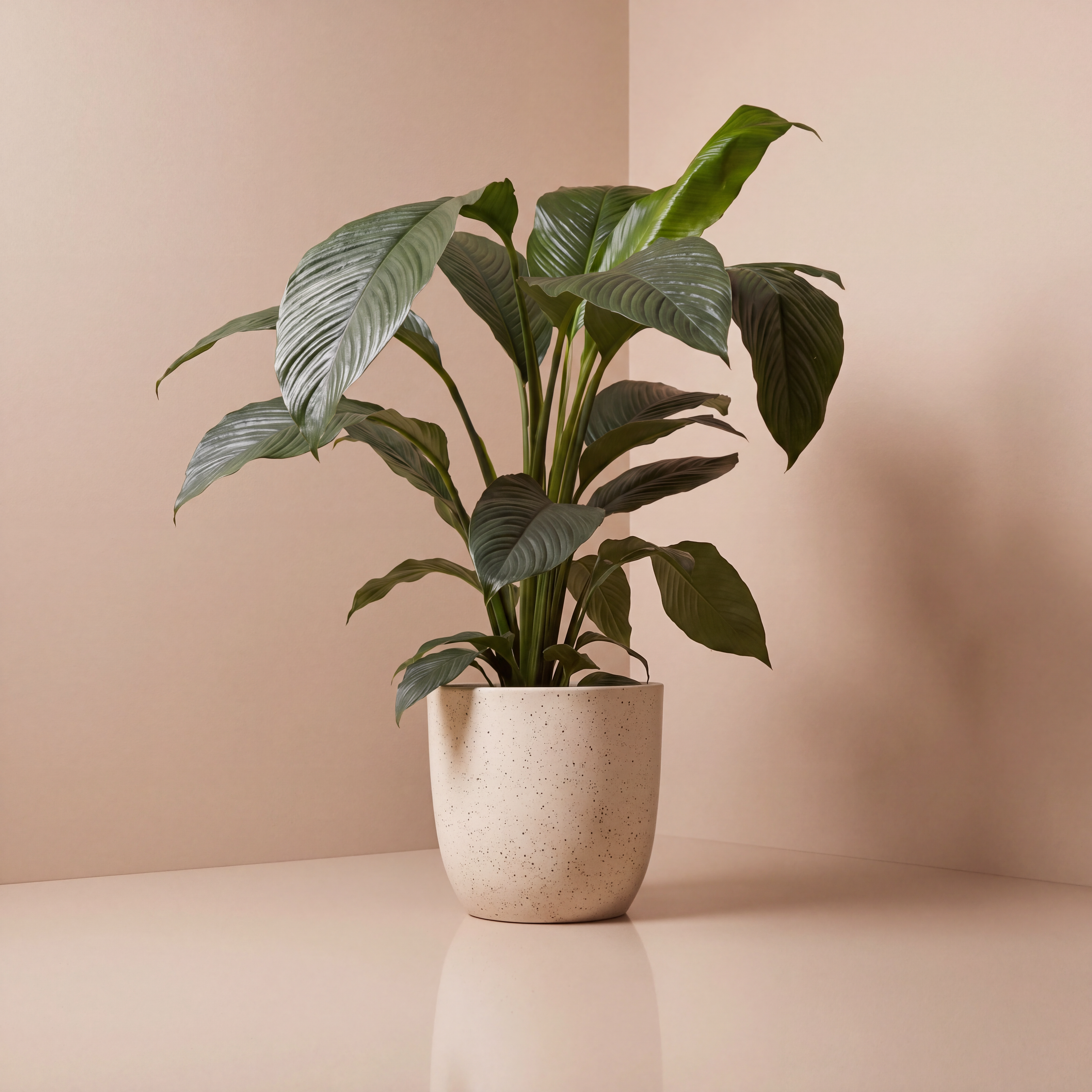 Peace Lilly