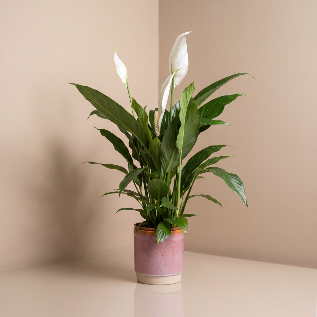 Peace Lilly