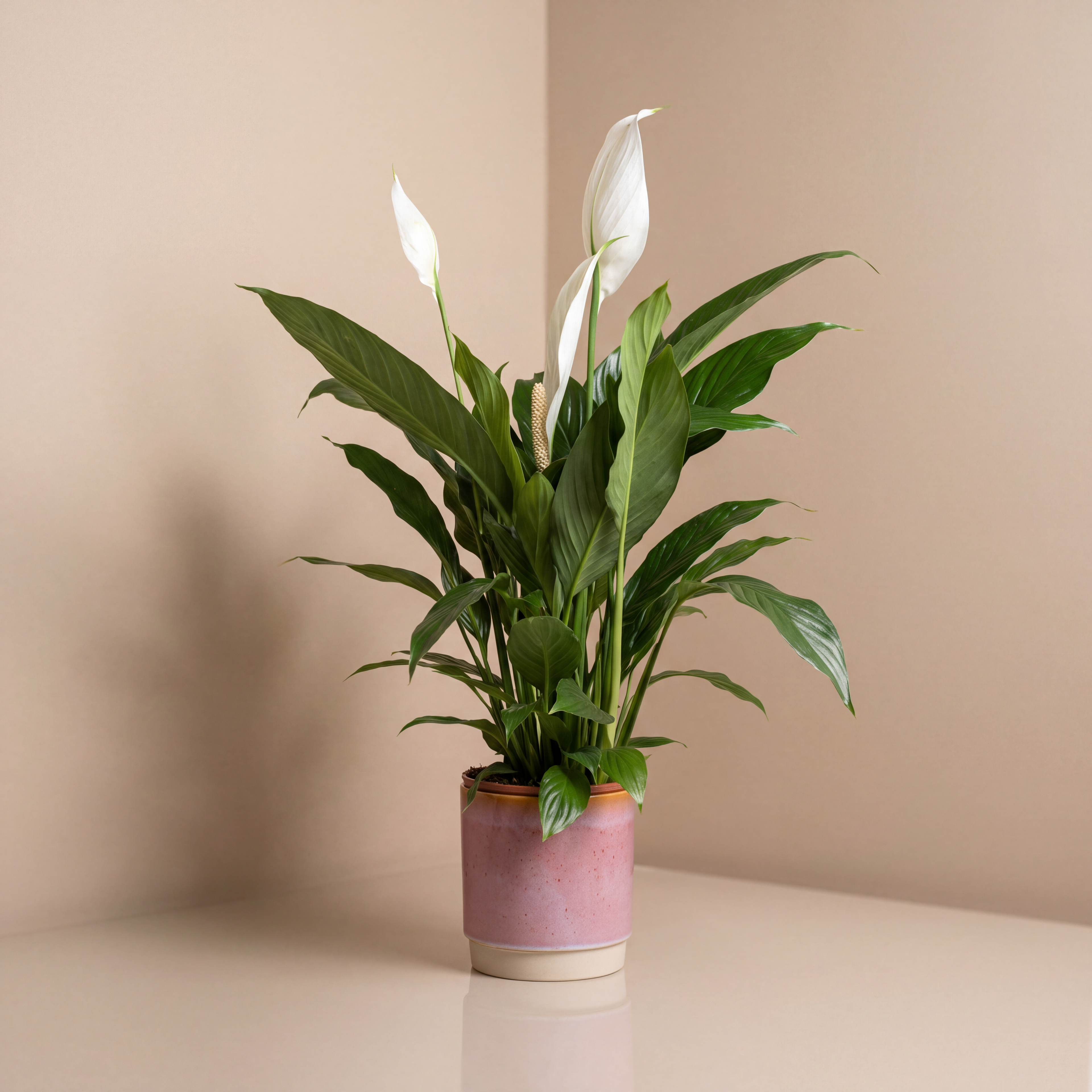 Peace Lilly