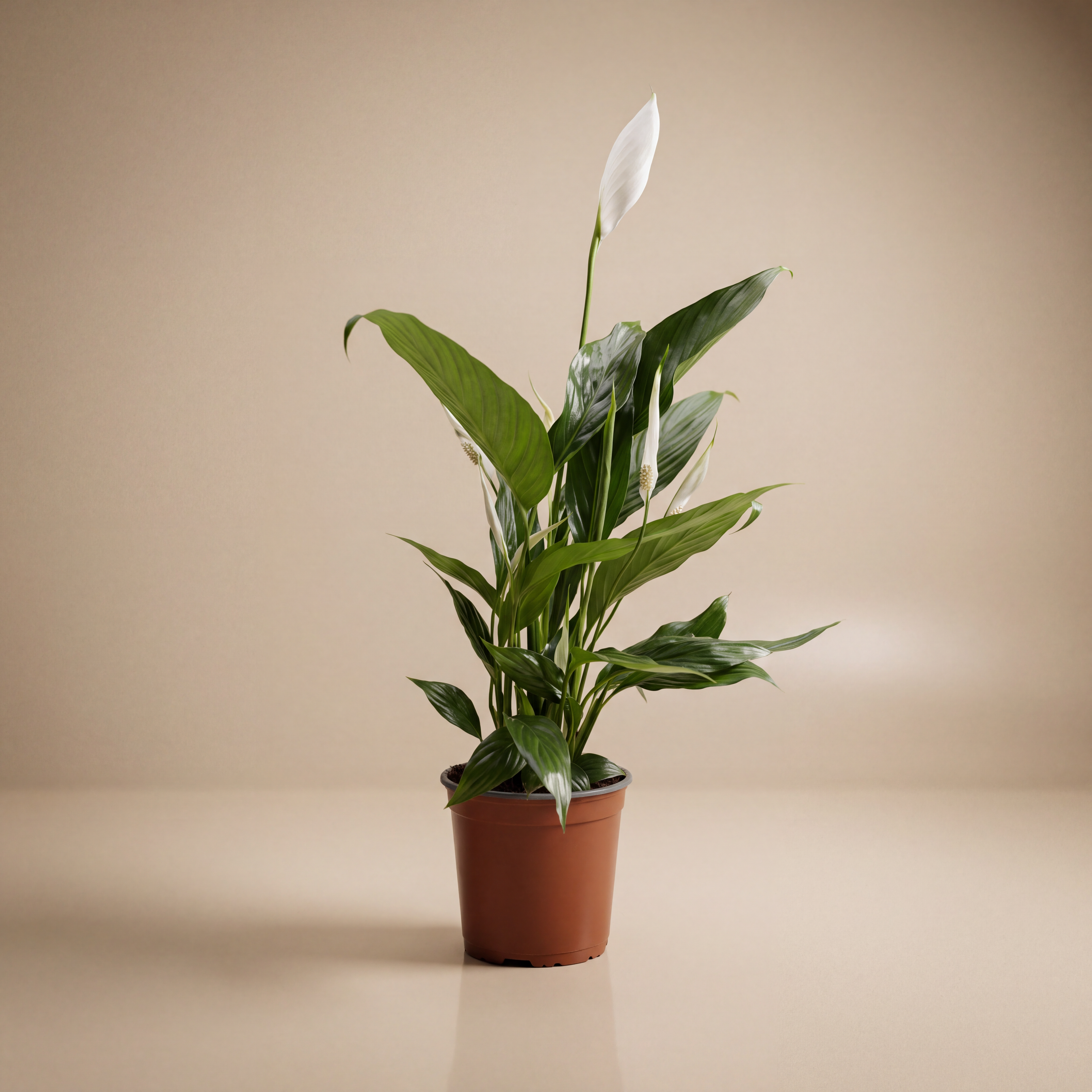 Peace Lilly