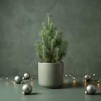 Festive Pine in sage pot Christmas lifestyle