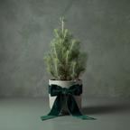 Festive Pine with velvet bow
