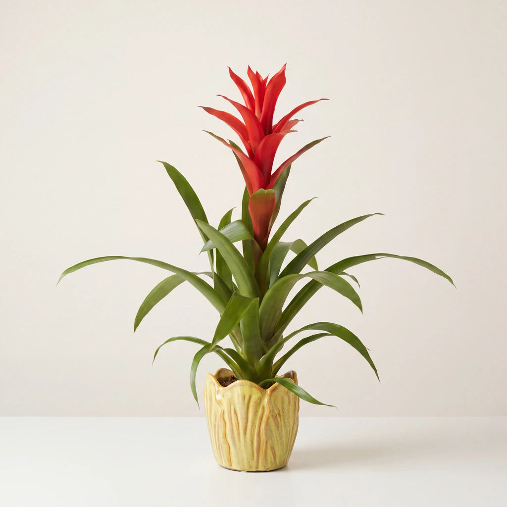 Red guzmania bromeliad in a yellow decorative pot