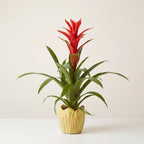 Red guzmania bromeliad in a yellow decorative pot