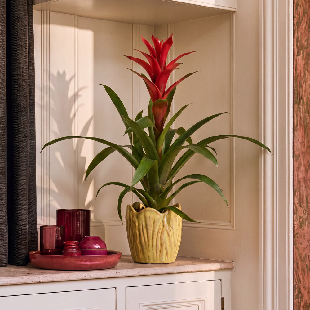 Red Guzmania