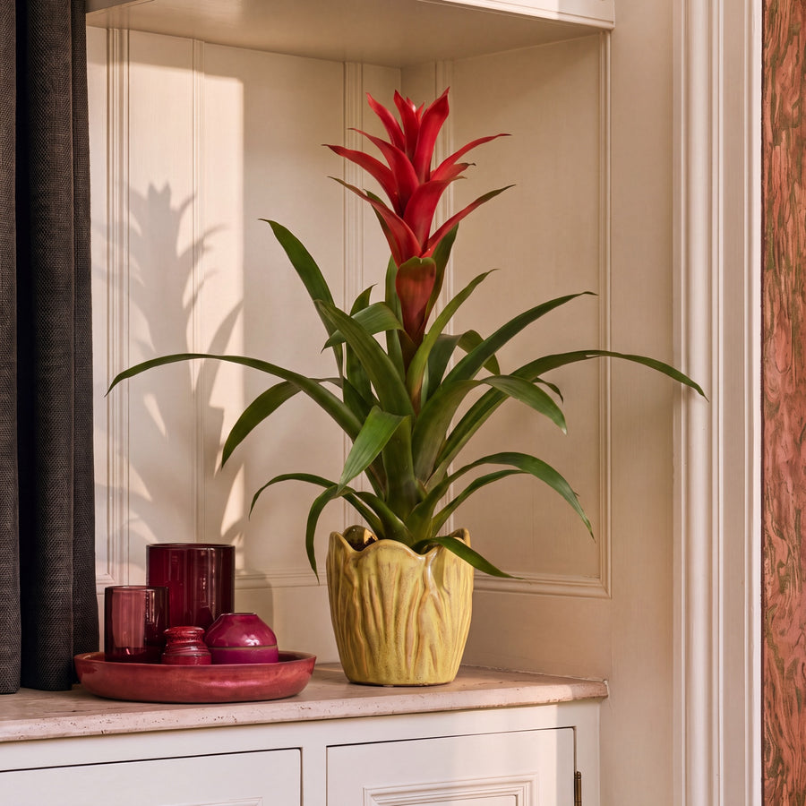 Red guzmania in a yellow ceramic pot on a stone shelf against cream panelling