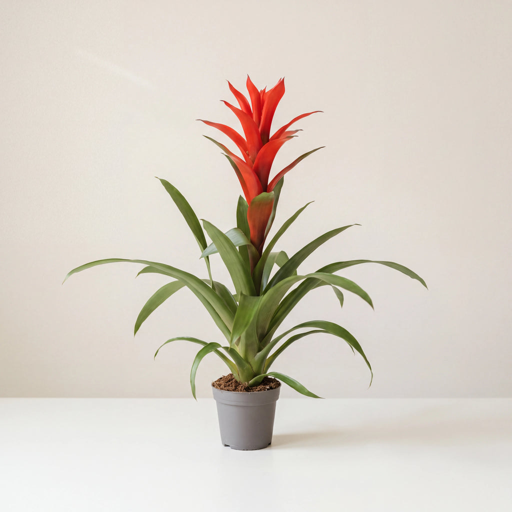 Red guzmania bromeliad in its nursery pot