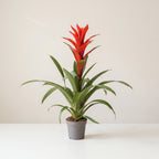 Red guzmania bromeliad in its nursery pot