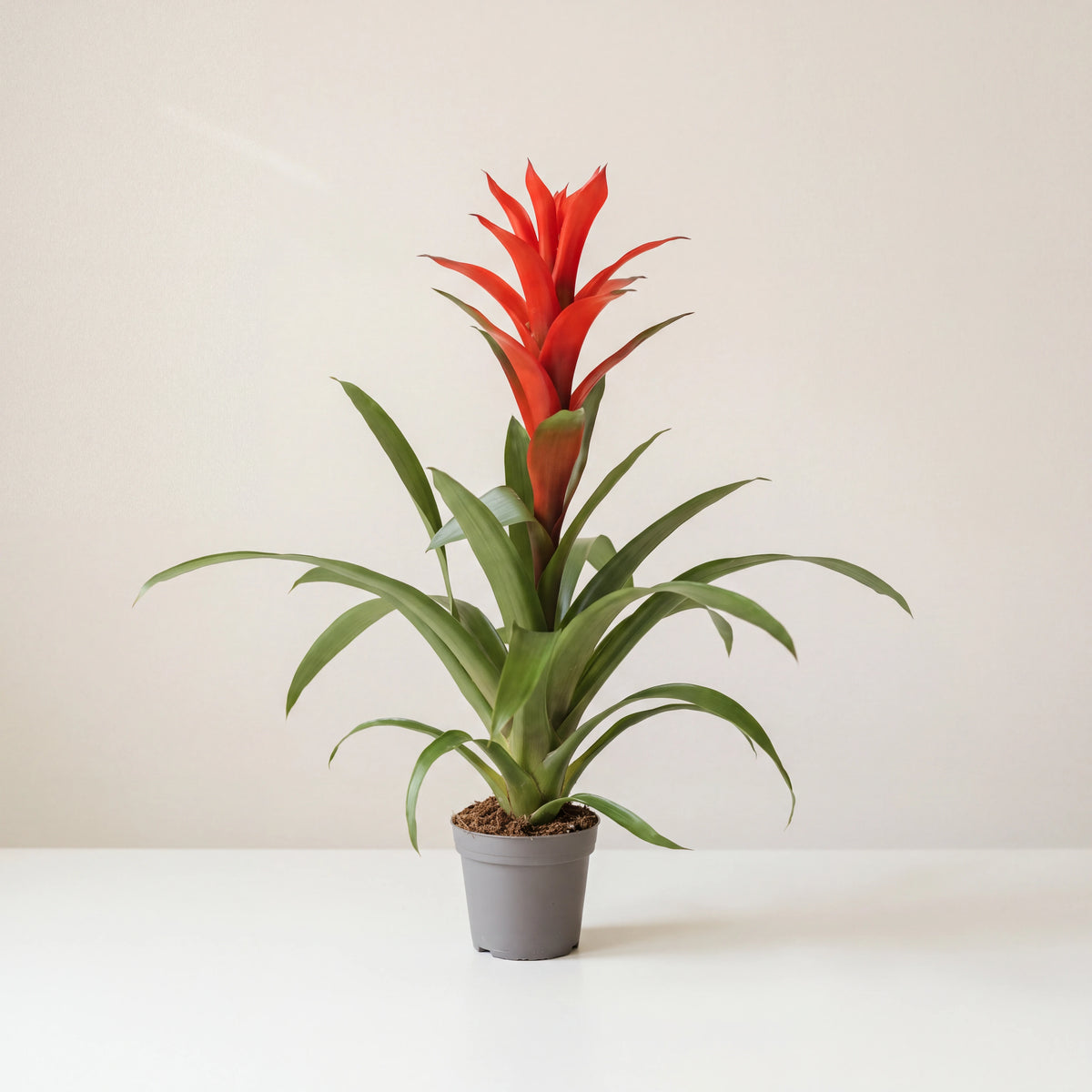 Red guzmania bromeliad in its nursery pot