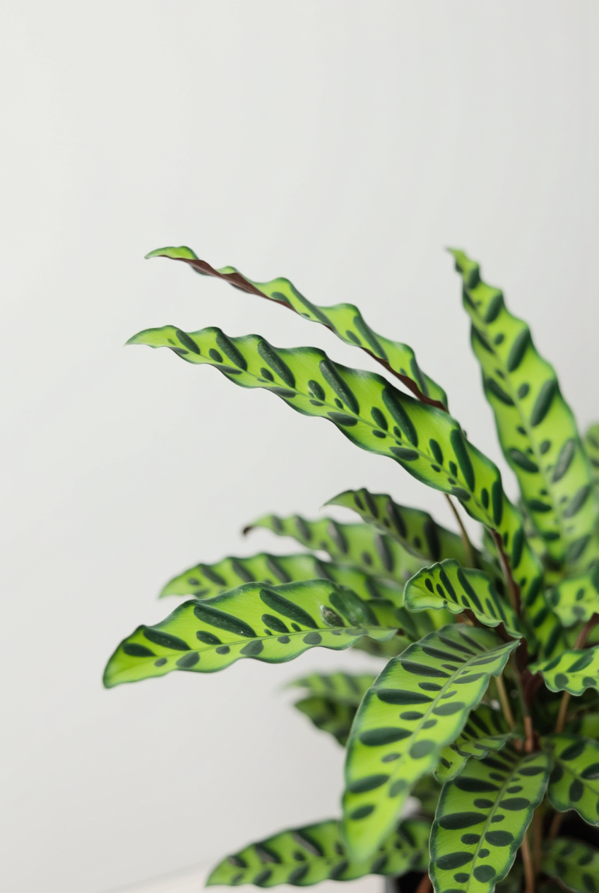 Calathea Rattlesnake
