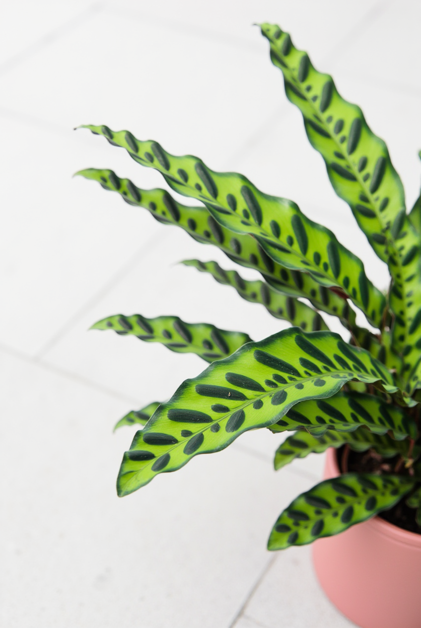 Calathea Rattlesnake