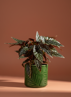 Begonia Maculata 'Spotlight Green'