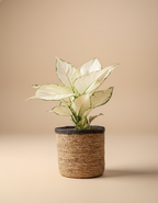 Aglaonema ‘White Joy’