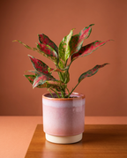 Aglaonema Pink Star