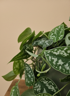 Silver Satin Pothos