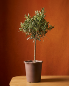 Olive Tree