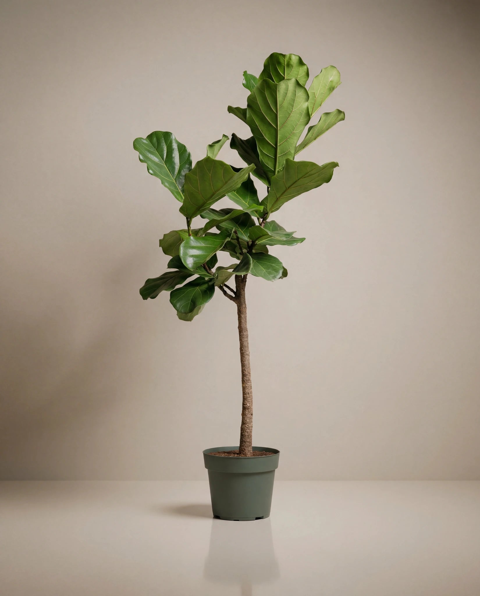 fiddle leaf fig tree target Fiddle Leaf Fig – Plant Warehouse