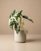 Rare Variegated Alocasia Frydek