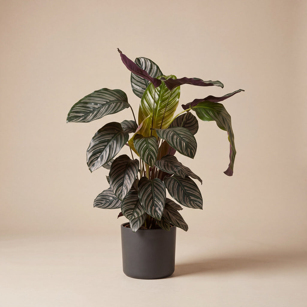 Calathea Sandriana
