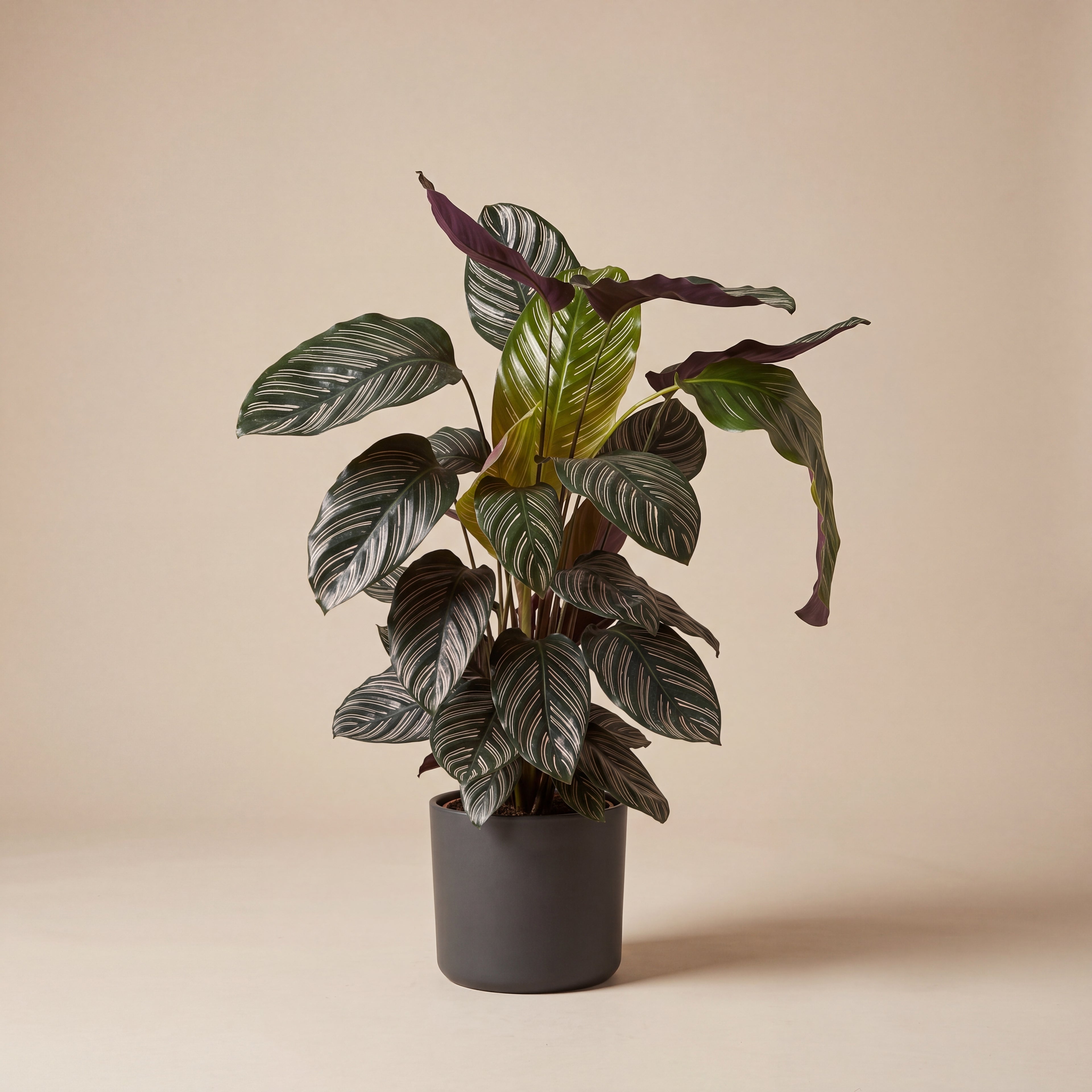Calathea Sandriana