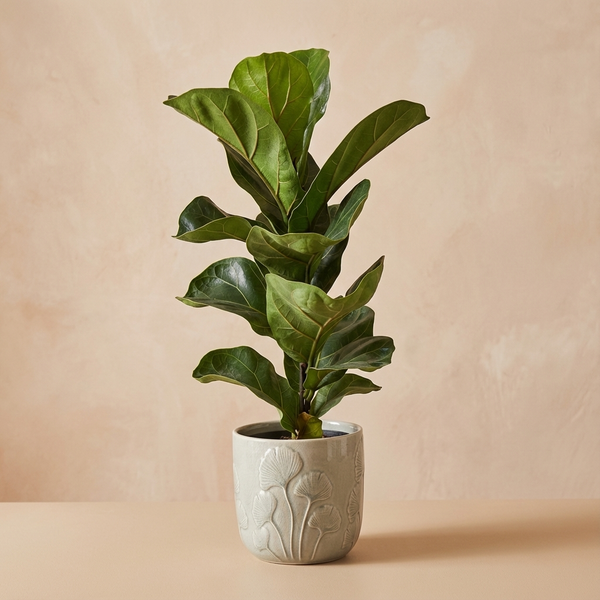 Fiddle Leaf Fig Bambino