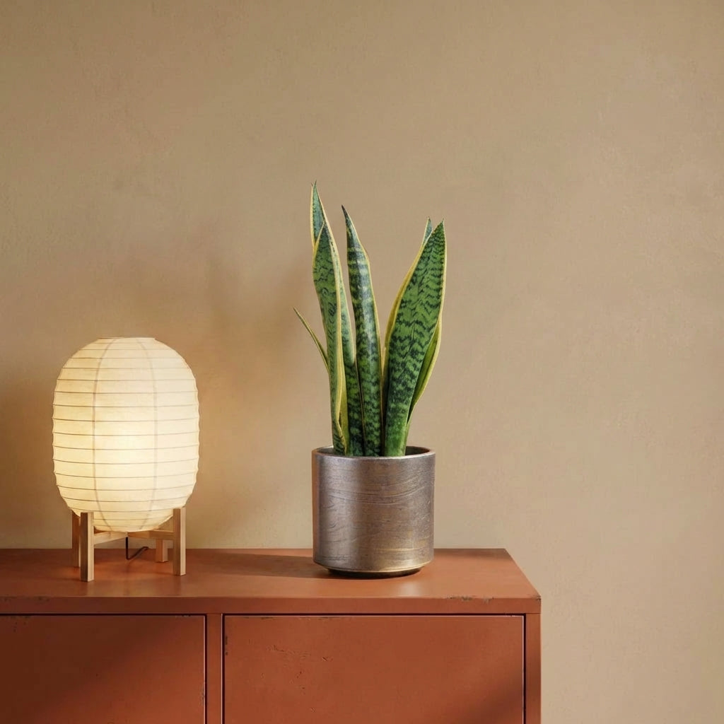 snake plant amazon uk Snake Plant | Sansevieria Laurentii