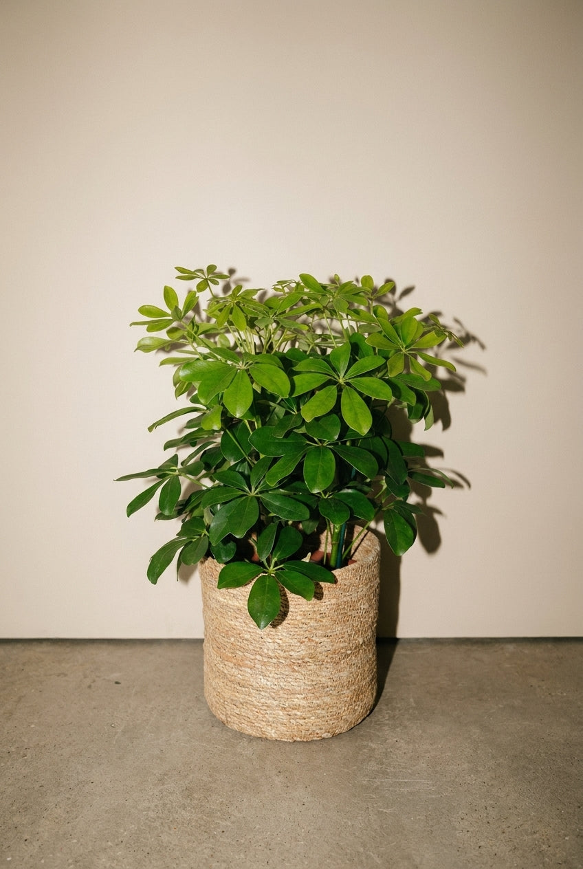 Umbrella Plant | Scheflerra