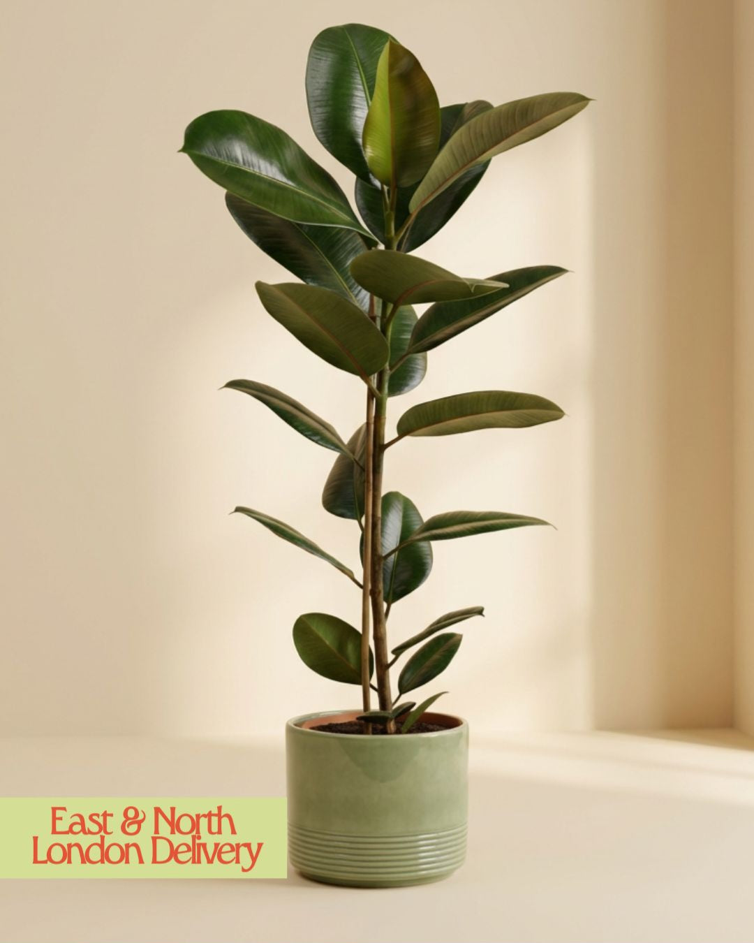 Rubber Plant Robusta