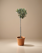 Olive Tree